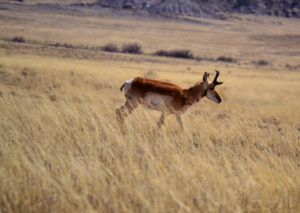 Pronghorn antelope buck walks across the panorama of the Twin Buttes Ranch - a natural resource