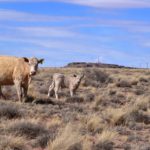 Cow and calf pair are part of the ongoing cattle ranching operation on Twin Buttes Ranch