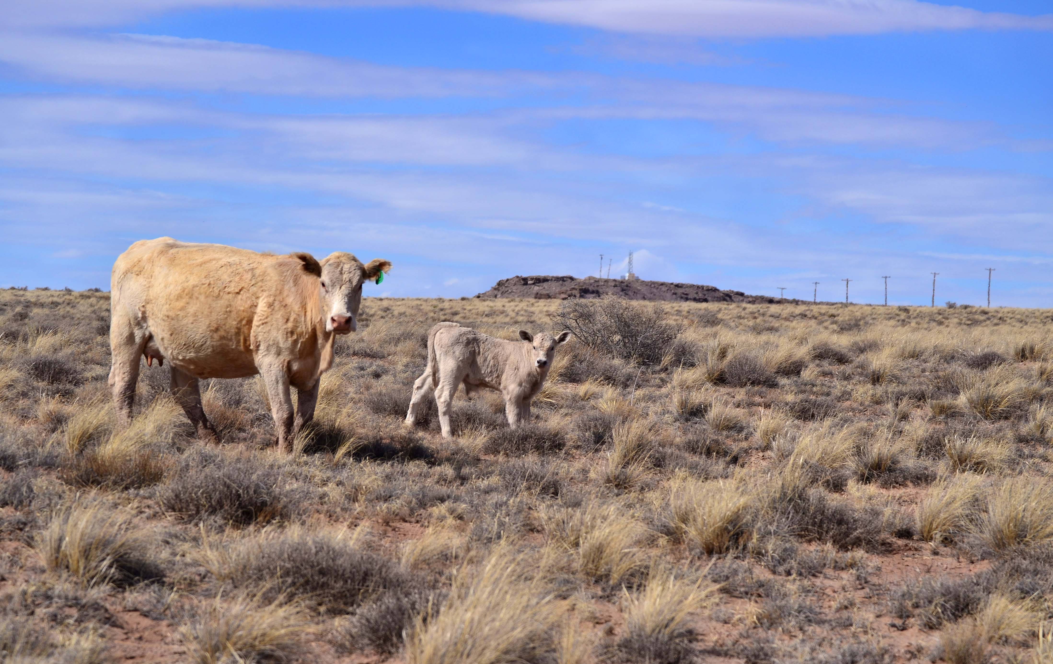 Cow and calf pair are part of the ongoing cattle ranching operation on Twin Buttes Ranch