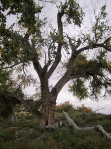 Ancient cottonwood tree on TBR